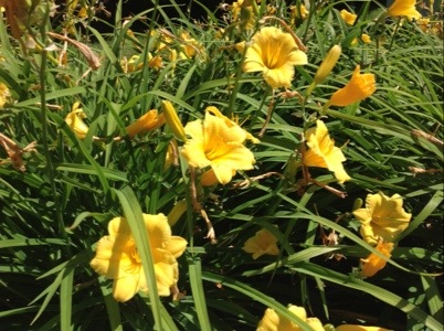 20120606-105404.jpg